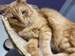 -藏猫猫咖啡主题馆(中央大道店)