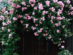 -广富林郊野公园