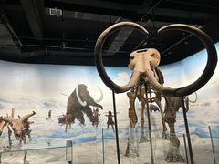 -辽宁古生物博物馆