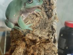 -酷以爬仙阁实体爬宠店·守宫·蜥蜴·专业繁育