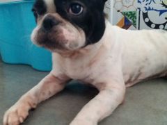 -严国平动物医院(德政总院)