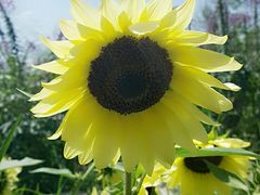 -北纬44度·金珠花海休闲农业旅游景区