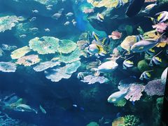 -暹罗海洋世界
