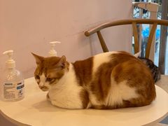 -猫咪派对(江南西店)