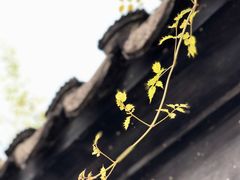 -檀园