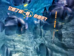 -烟台海昌鲸鲨海洋公园