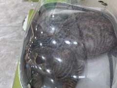 -瑞鹏宠物医院·骨外科·心肾科·肿瘤科(九亭店)