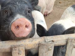 -泉州海丝野生动物世界