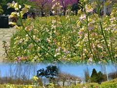 -苏州上方山国家森林公园