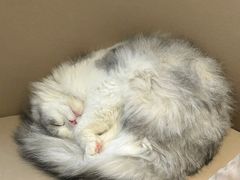 -怪兽屋·羊驼·猫咖·狗咖(俊华广场店)