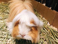 -藦茜花园宠物主题亲子互动体验馆(国顺东路店)