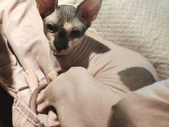 -more than meow吴止猫主题餐厅(承德 中船汇店)