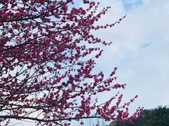 -桃花岭景区