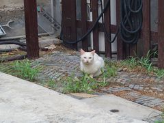 -三林塘老街
