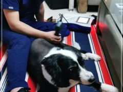 -伟伟宠物医院·CT影像中心·瑞派犬猫综合性门诊(汉口总院)