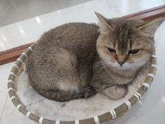 -共舞时光猫咖·狗咖(新街口店)