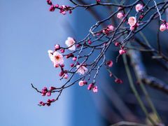 -无锡梅园公园