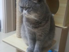 -宠爱国际动物医院· 猫科· 外科·中兽医(长白店)