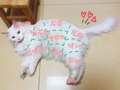 -瑞派雷欧宠物医院·中兽医·眼科·急重症转诊中心(黄台店)