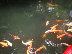 -呀诺达热带雨林