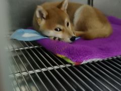-宠颐生宠物医院(·宠保定点·鹰潭分院)