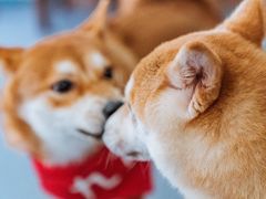 -柴源莊·柴小宠柴犬咖啡