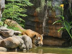 -海南热带野生动植物园