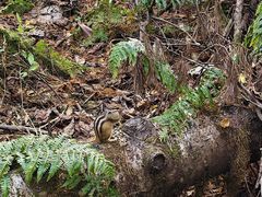 -五营红松林海景区