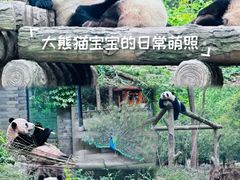 -都江堰中华大熊猫苑