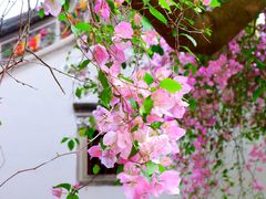 -深圳国际园林花卉博览园