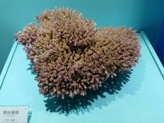 珊瑚馆-上海长兴岛郊野公园