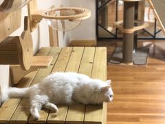 -喵屋coffee