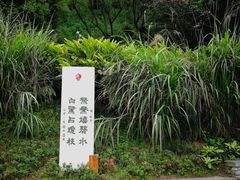 -重庆彩云湖湿地公园
