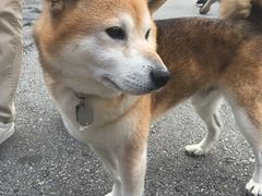 -富士山吉田線五合目