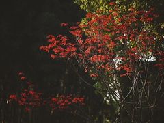 -苏州本色美术馆