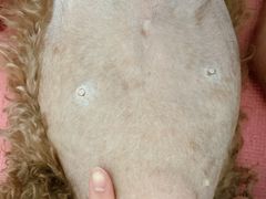 -宠爱国际动物医院· 猫科· 外科·中兽医(长白店)