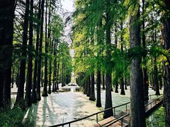 -渌洋湖湿地公园