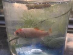 -饭米多蔻中英文绘本馆(苏州美罗店)