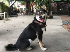 -柴犬高等学院·狗咖·柴犬售卖·宠物训练