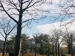 -顺峰山公园
