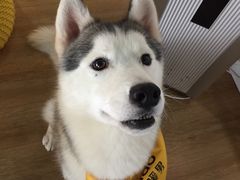 -Husky Go! 哈士奇体验馆·宠物咖啡厅狗咖