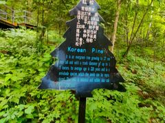 -五营红松林海景区