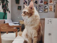 -藏猫猫咖啡主题馆(中央大道店)