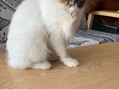 -平行世界·猫咖(首经贸店)