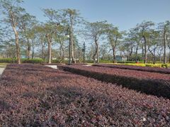 -芒洲湿地公园