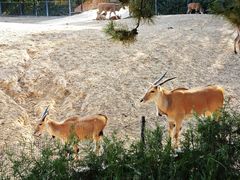 -石家庄市动物园