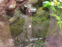 -正佳雨林生态植物园