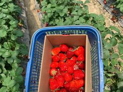 -小鱼草莓采摘园农家乐·小鱼餐厅