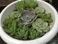 -和良形象