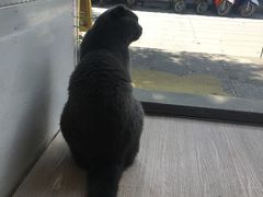 -Anne猫窝咖啡屋